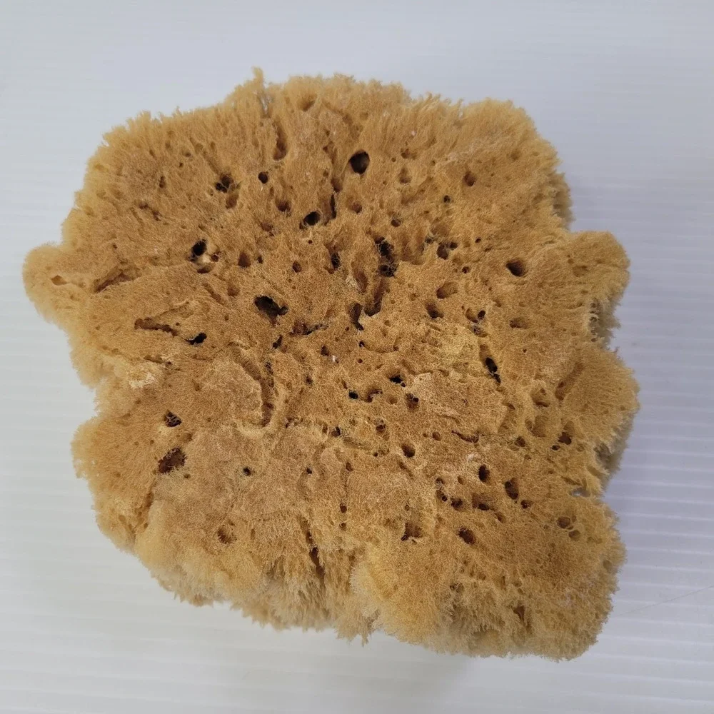 2 Natural Sea‎ Sponges Vase Cap Ocean Nautical Beach House Decor 7